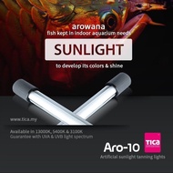 Arowana Tica tanning light Aro-10 white/Deep Gold