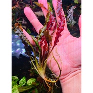 Purple Pepper | Aquatic herbs are easy to grow without Co2 | Aquatic My Destiny