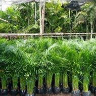 1 ต้น หมากเหลือง ไม้มงคล ปลูกเสริมดวง ลำต้นสูง 90-100 ซม. Dypsis lutescens Tree Plant
