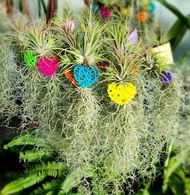 Tillandsia ionantha สีแดง หวายรูปหัวใจ  เคราฤาษี หนวดฤาษี พร้อมออกดอก สวย ราคาถูก สินค้าพร้อมส่ง