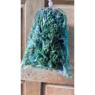 Chemical-Free Kale 1