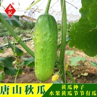 Will Seeds Tangshan Autumn Melon Seeds Fragrant Sweet Crispy Four Seasons Fruit Cucumber Seeds Old C