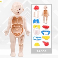 POLOSPORT Human Body Model, Mannequin Anatomy Model Human Anatomy Model, Human Body Model Body Puzzl