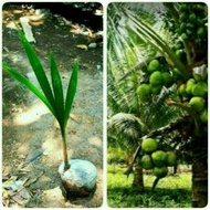 Bibit Kelapa Hijau