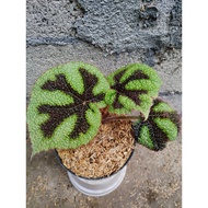 Sindo - Begonia Iron Cross A Fascinating Plant Live Plant VSCXFUN7UL