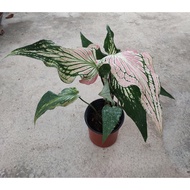 Caladium Thai Beauty