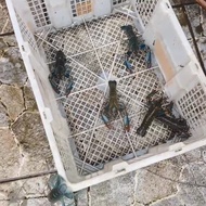 lobster air tawar konsumsi hidup