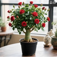 Desert Double Petal Rose Potted Plant Four Seasons Plant Courtyard Lazy Balcony Indoor Good Raising 