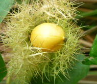 benih rambusa (rambutan markisa)buah viraltiktok markisa mini garmot/ermot/rambusa/manis anti kanker