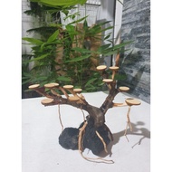 Bonsai Tree for Aquarium