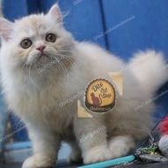Kucing Anggora Persia Himalaya Ragdoll Munchkin Peaknose #Gratisongkir