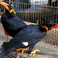 burung beo medan MH pilihan