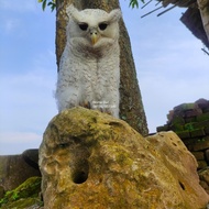 Promo Bubo Sumatranus Owl Burung Hantu Putih Jinak Harga Promo