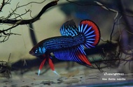 imbellis blue wild betta hubrid ikan pelaga liar