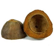 Bunot coconut husk for school bunot good quality coconut husk bunot 1pc bunot floor polisher bunot