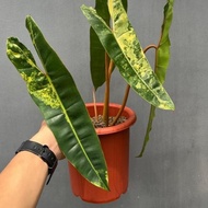 Tanaman Hias Philodendron Bilietiae Variegata Kabel Busi Murah 50Kk