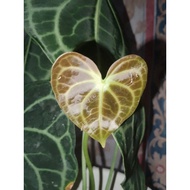 Anthurium Clarinervium Matuda Dark form