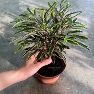 90s Greenovation Live Plant Plerandra Elegantissima P110 孔雀木