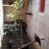 burung cucak rowo sepasang mata merah sudah pernah produksi