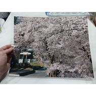 cherry blossoms in full bloom next to a train in Japan. Blossom (Sakura) Plastic Coated Size 28x35cm