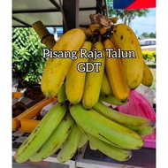 POKOK PISANG RAJA TALUN / RAJA TALON / TOMAN ABUTRADING