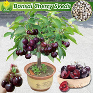 เมล็ดพันธุ์ เชอร์รี่ เมล็ดเชอร์รี่ บรรจุ 30 เมล็ด Cherry Seeds for Planting Fruit Plants บอนไซ ต้นไม้ เมล็ดผลไม้ พันธุ์ผลไม้ เมล็ดพันธุ์ผลไม้ ต้นไม้กินผล บอนสีพันหายาก ต้นไม้ผลกินได้ เมล็ดบอนสี ต้นไม้แคระ ต้นไม้มงคล ปลูกง่าย คุณภาพดี ราคาถูก ของแท้ 100%