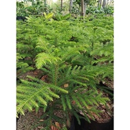 ARAUCARIA pine trees live rooted plant home decoration 1f up