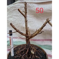 Bahan Bonsai Santigi Karang Dongkelan