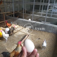 Telur Ayam Kampung Yudistira (=) (=)