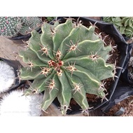 FERO CACTUS SHORTSPINE (jumbo)