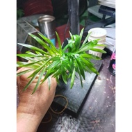 Terrarium Cau Tieu Tram