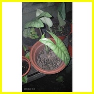✢ ✿ ✨ Budget meal mix plants, common to rare,( calathea,silver satin, lemon lime, Aglaonema, photos