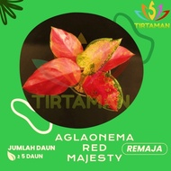 Aglonema Red Majesty / Aglaonema Red Majesti