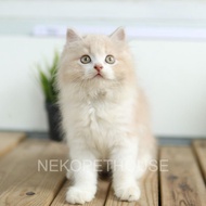 Adopsi Kucing Kitten Persia Longhair Medium Flatnose