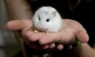 Hamster WW Hamster Winter White Pearl Hamster Lucu Hamster Putih