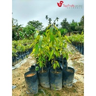 Musang King Durian D197 Seedling Anak Pokok Durian Musang King D197 猫山王榴莲幼苗