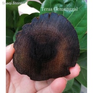 ❃Teras Gemunggal Hutan/kelor/gemunggal/teras kelor