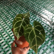 anthurium telinga gajah