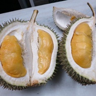 Anak Pokok Durian D24