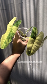 tanaman philodendron burle marx burlemax varigata