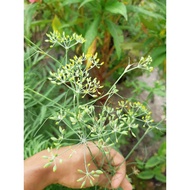 Fennel seeds, herbs.