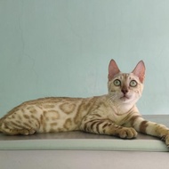 kucing bengal putih snow