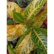 pokok bunga puding / puding croton/ Jalur daun kuning