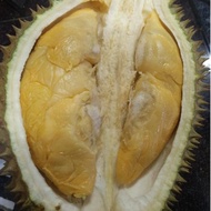 Anak Pokok Durian Dato Nina D2