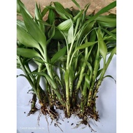 JAPANESE LUCKY BAMBOO CHINESE LUCKY BAMBOO ROOTED LUCKY AND FORTUNE