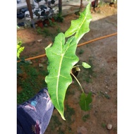 alocasia sarian medium size rare plant