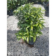 Pokok Jasmin Bunga putih