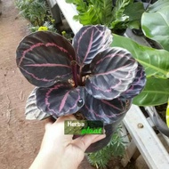 Tanaman hias calathea black lipstik