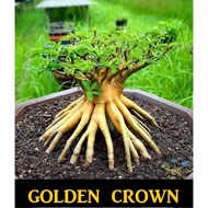 Adenium 富贵花 Arabicum Golden Crown 5/10 Seeds-Benih-种子. Thailand Origin. Ready stock in Msia