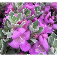 Texas Sage Leucophyllum Frustescens Cenizo real live outdoor plant 红花玉芙蓉 anak pokok bunga hidup hias